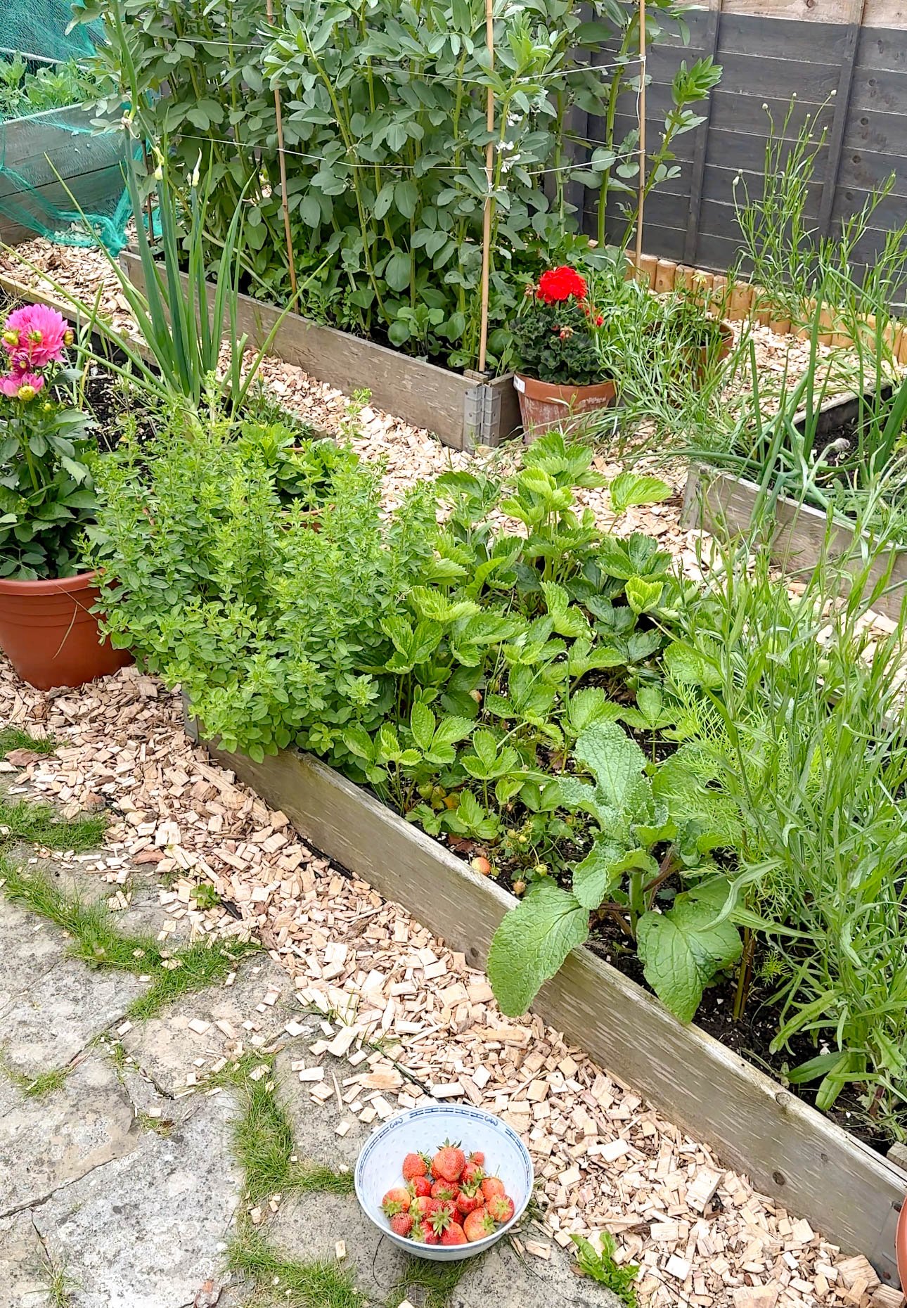 a picture of my garden in full bloom while harvesting strawberries to make mama's strawberry jam recipe 